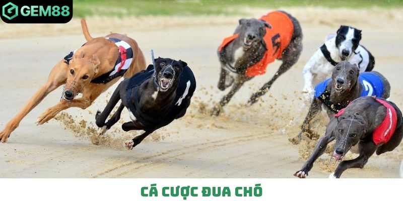 Cá cược đua chó